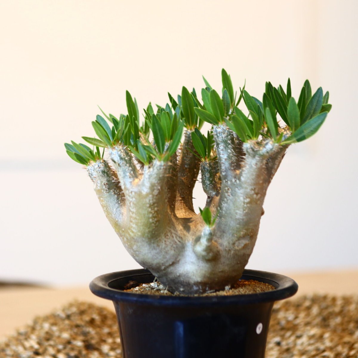 パキポディウム ブレビカリックス / Pachypodium densiflorum パキポディウム ブレビカリックス / Pachypodium densiflorum