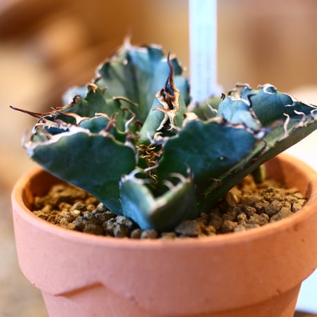 Agave titanota white Whale × YAMABACHI   no.123174