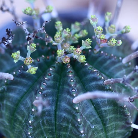 ユーフォルビア  バリダ    Euphorbia valida     no.32118