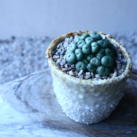 コノフィツム   ペアルソニー Conophytum pearsonii  no.20205
