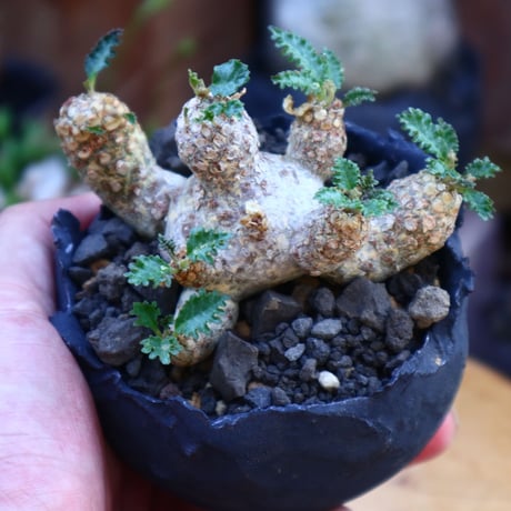 ドルステニア  ホルウッディ／Dorstenia horwoodii     no.71840