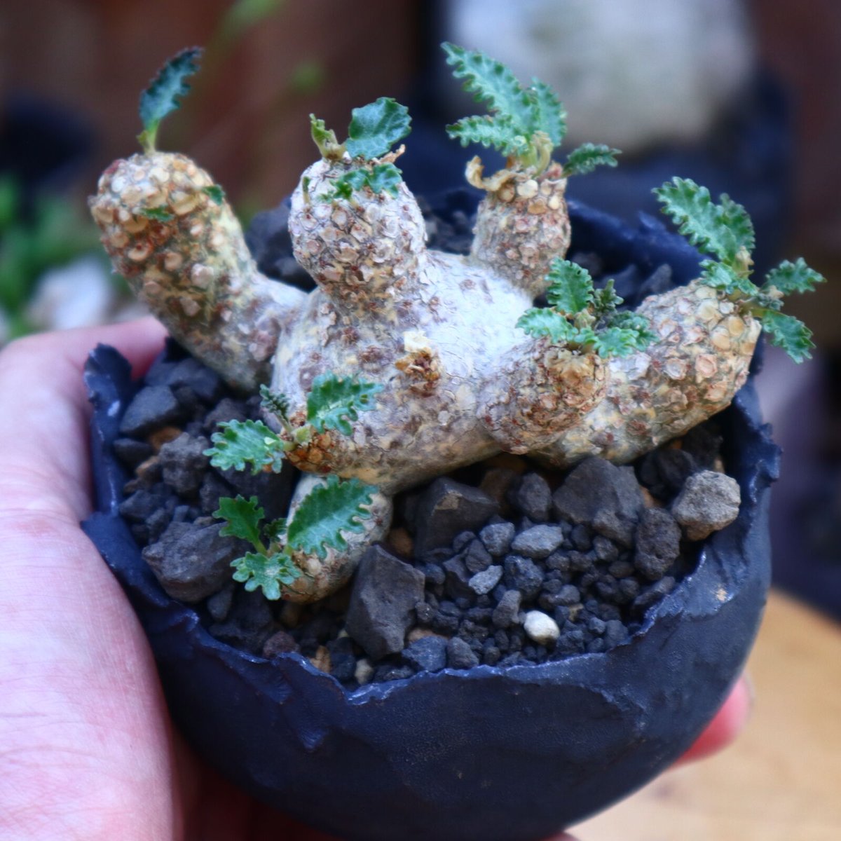 ドルステニア ホルウッディ／Dorstenia horwoodii no.71840