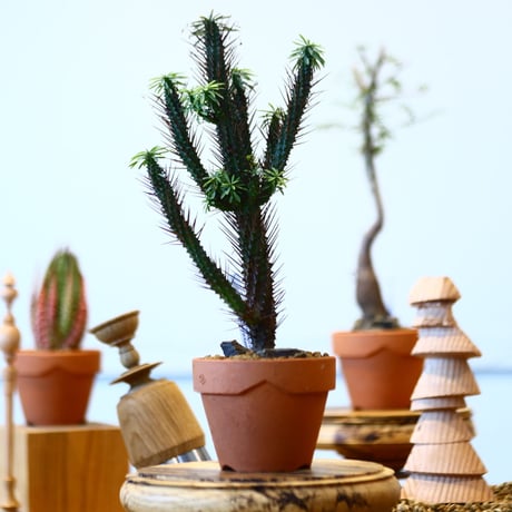 YAMABACHI × Euphorbia 'Kousairorika'    no.91039