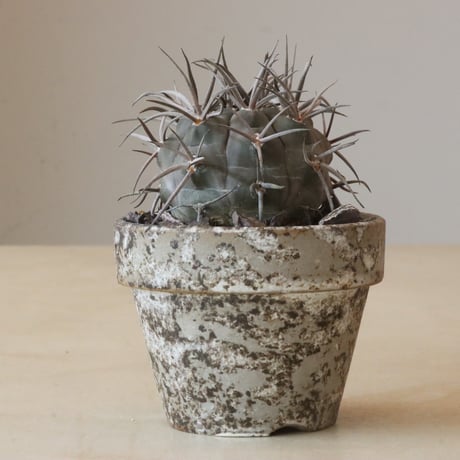 Gymnocalycium mazanense (守金魔天竜)× YAMABACHI ver. takero pot(3号鉢)   no.426-12