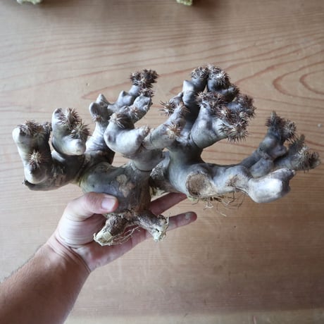 パキポディウム ブレビカリックス     Pachypodium densiflorum var. brevicalyx  no.630PB3