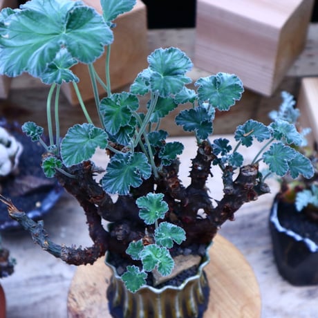 ぺラルゴ二ウム   エキナツム／Pelargonium  lechinatum   no.70431