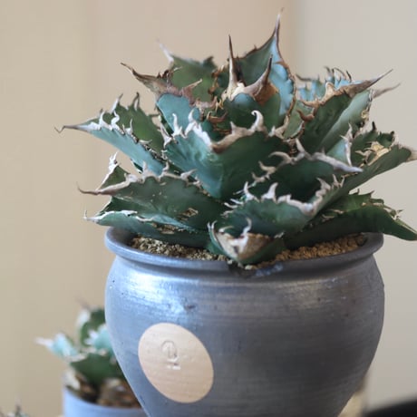 Agave titanota solareclipse × N/OH  no.90110