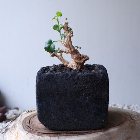 コラロカルプス    グロメルリフロルス  Corallocarpus glomeruliflorus   no.42130