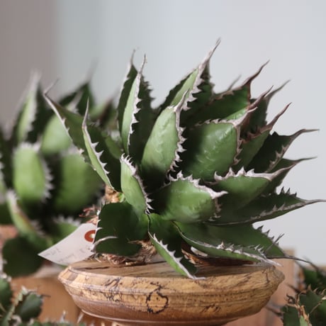 U.S. horrida (Agave horrida) / Style of Chika　no.1130-8
