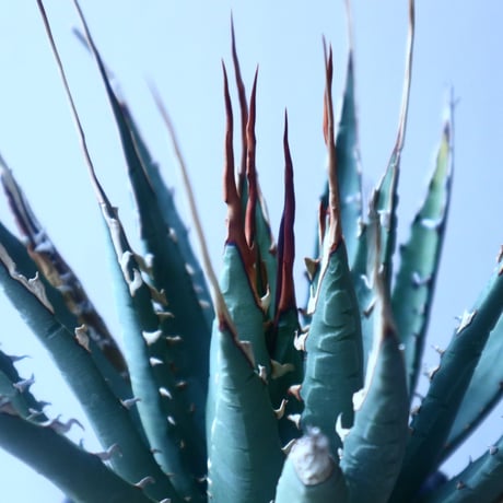 アガベ  ユタエンシス    エボリスピナ  Agave uthaensis var. eborispina   no.20201