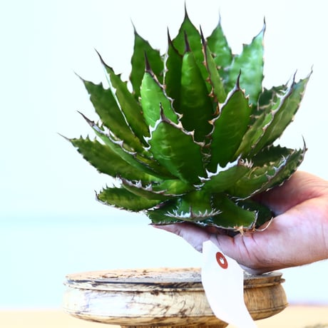 Agave horrida / Style of Chika   no.1015/28