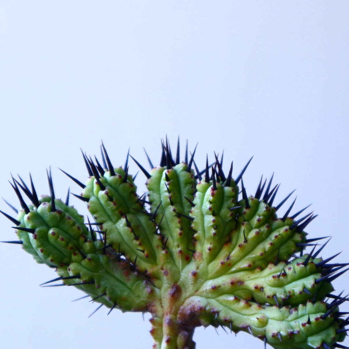 ユーフォルビア・エノプラ（紅彩閣） 綴化 ユーフォルビア エノプラ 紅彩閣 綴化 Euphorbia enopla