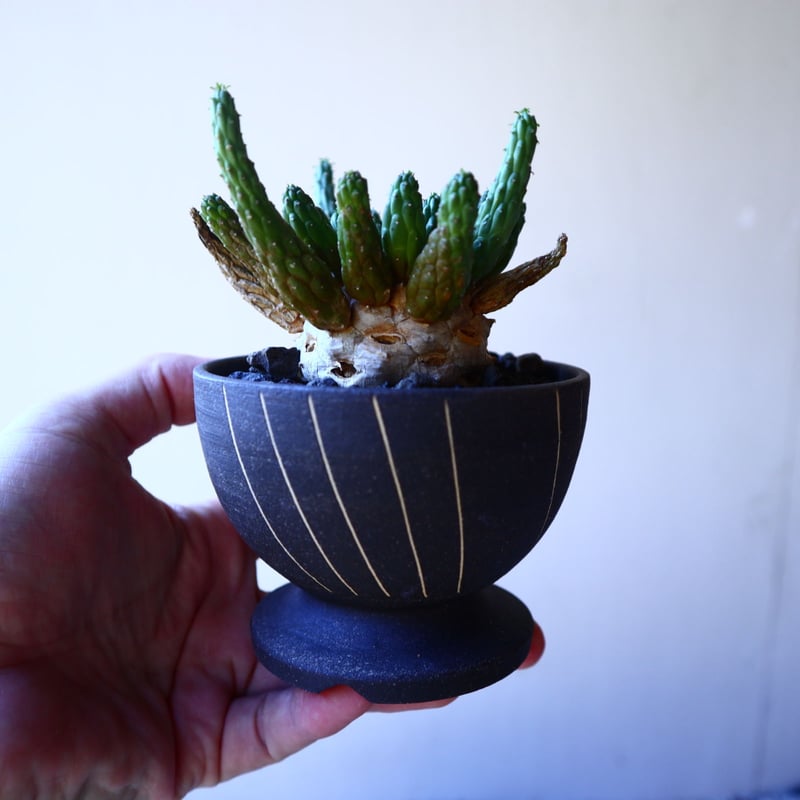 ユーフォルビア エスクレンタ Euphorbia esculenta no.11215