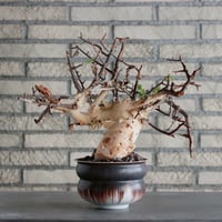 コミフォラ クア ／Commiphora kua no.72548 | 芽の巣山