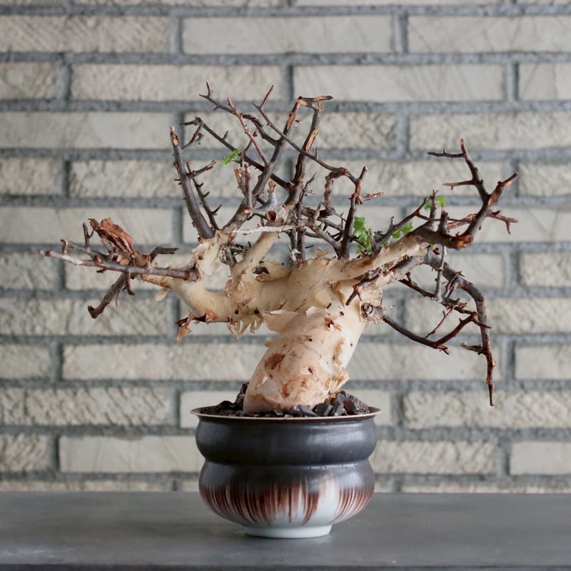 Commiphora kataf (pure) × 山山 特別共作鉢 (5号) no.101