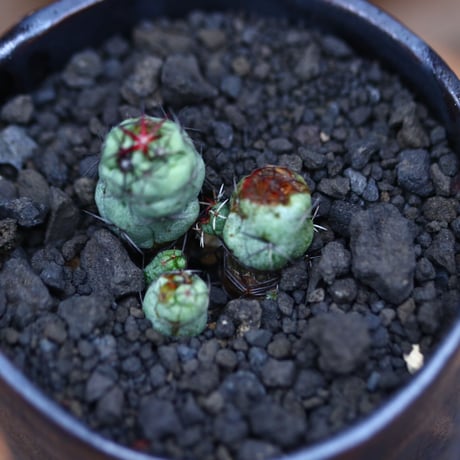 オルテゴカクタス  マクドガリー／Ortegocactus macdougallii     no.102437