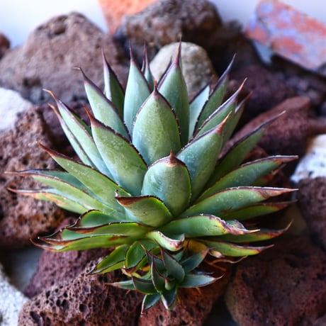 アガベ　ブルーグロー Agave 'Blue Glow'   no.30806