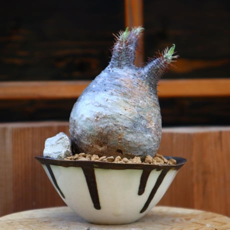 パキポディウム  グラキリス／Pachypodium  gracilius       no.605107