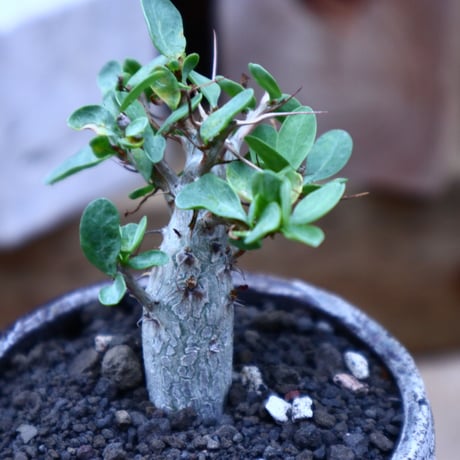 フォークイエリア  コルムナリス  (観峰玉)／Fouquieria columnari   no.72521