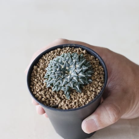 希少で貴重なシンニンギア スタペリオイデス 3号ポット苗 希少で貴重なシンニンギア スタペリオイデス 3号ポット苗