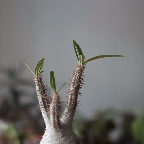 Pachypodium gracilius × Atsushi Funakushi   no.1115-33