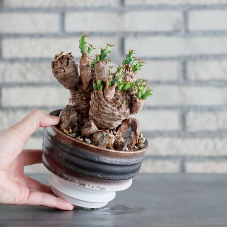Euphorbia clavigera × 山山 特別共作鉢 (5号)  no.1019/6