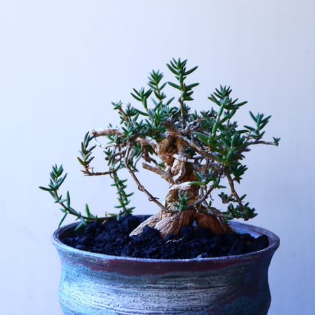 トリコディアデマ     デンスム   紫星晃    ×    Trichodiadema densum   no.11230