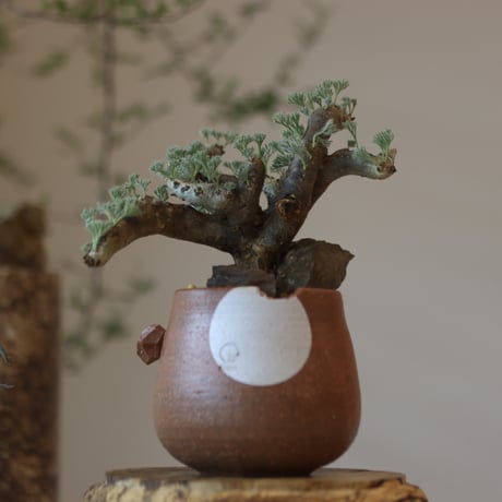 Monsonia multifida × N/OH  no.82540