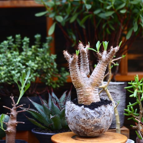パキポディウム  マカイエンセ／Pachypodium Makayense       no.91208