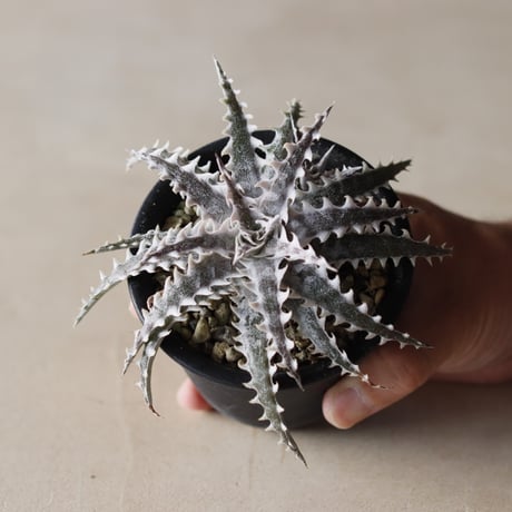 Dyckia ″Little Wing″ BCR (16648) from OTTO BROMELIAD(via Paradon) / (3号鉢)  no.913/54