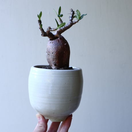 パキポディウム ビスピノーサム    Pachypodium bispinosum   no.51934