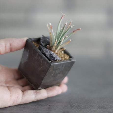 Leuchtenbergia principis × takero pot (2号)  no.907-62