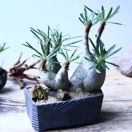 パキポディウム グラキリス　トリプルヘッド   Pachypodium rosulatum var. gracilius no.92731