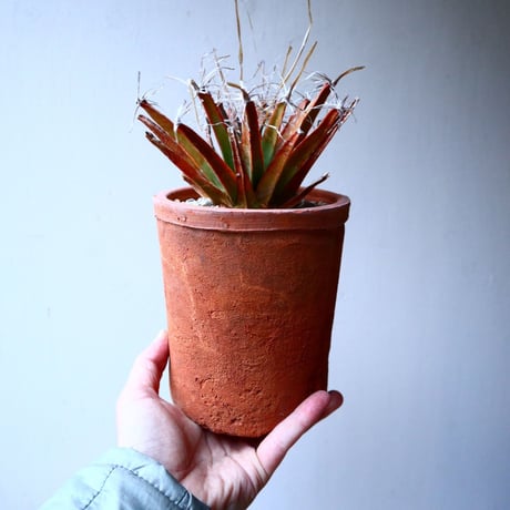 レウクテンベルギア  晃山    Leuchtenbergia principis  no.20347