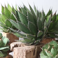U.S. horrida -By the way (Agave horrida) / Style of Chika　no.1206-48