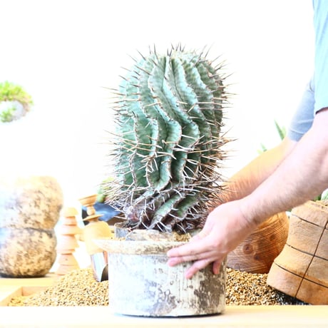 Euphorbia horrida 'major'  × たけろうポット   no.91752