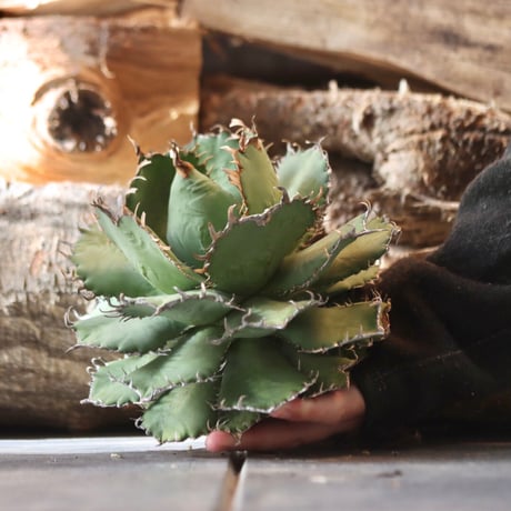 U.S. filigree (Agave titanota filigree)/ Style of Chika　no.1203-3
