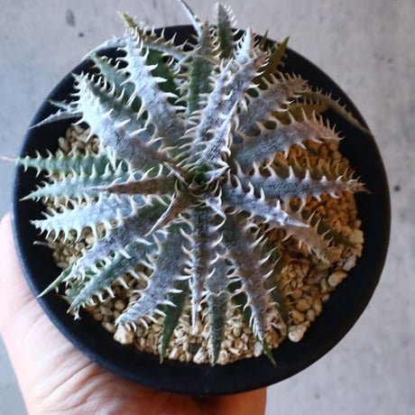Dyckia delica F1(self)  タイsueb氏ハイブリッド     013