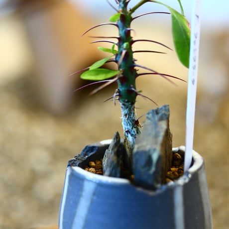 Fouquieria fasciculata × N/OH   no.11407