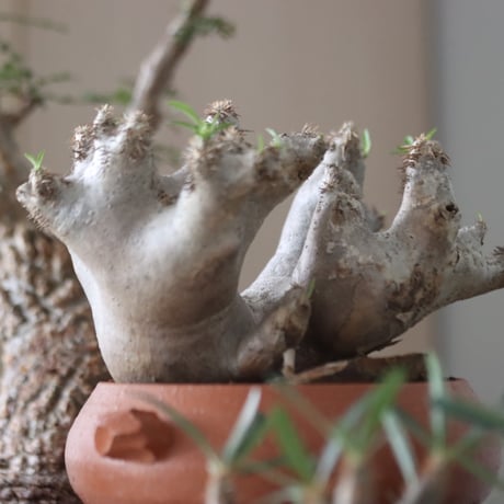 Pachypodium densiflorum var. brevicalyx × N/OH     no.51232