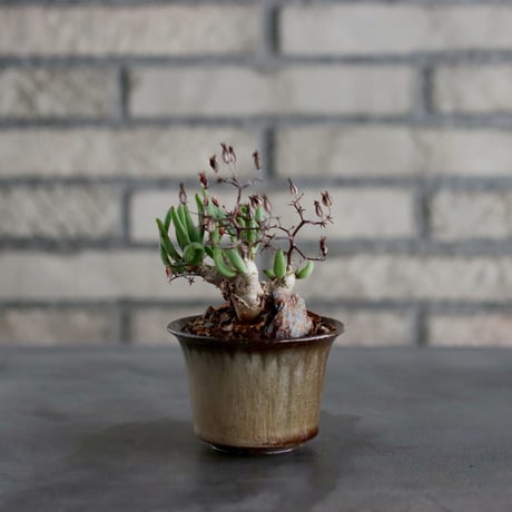 Tylecodon reticulate / 万物想 × Tomoharu Nakagawa (2.5号)  no.1019/24