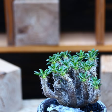 ユーフォルビア   ギラウミニアナ／Euphorbia guillauminiana  no.82226