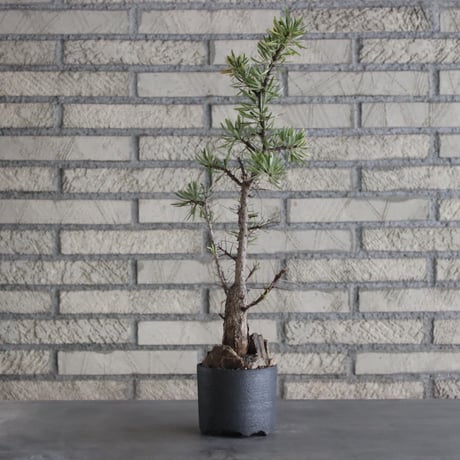 Fouquieria purpusii × N/OH (3.5号)  no.628/68