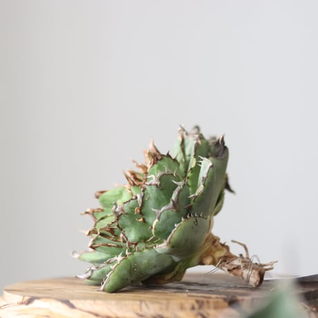 Agave titanota filigree Devil/ Style of Chika　no.42126