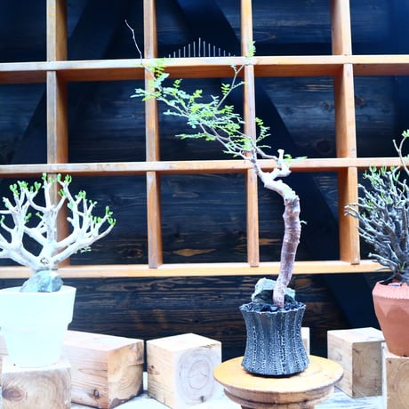 コミフォラ モンストローサ／Commiphora monstrosa   no.90518