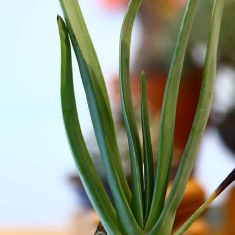 Aloe plicatilis × YAMABACHI var. takero pot    no.10790