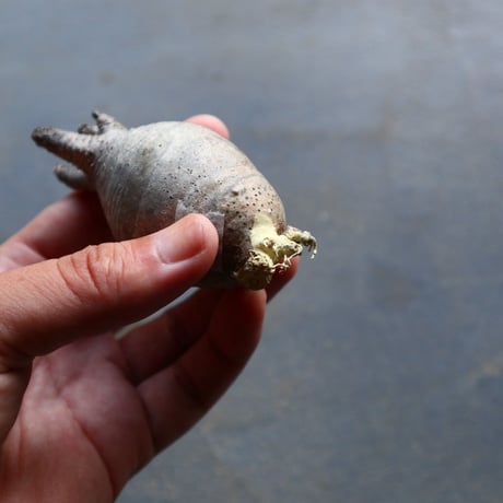 パキポディウム グラキリス 抜苗  Pachypodium rosulatum var. gracilius no.92906