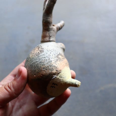 パキポディウム グラキリス 抜苗  Pachypodium rosulatum var. gracilius no.92933