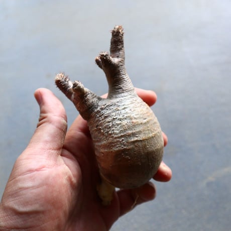 パキポディウム グラキリス 抜苗  Pachypodium rosulatum var. gracilius no.92918