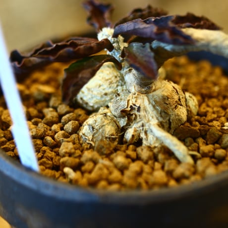 Euphorbia ambovombensis × YAMABACHI var. takero pot  no.123136